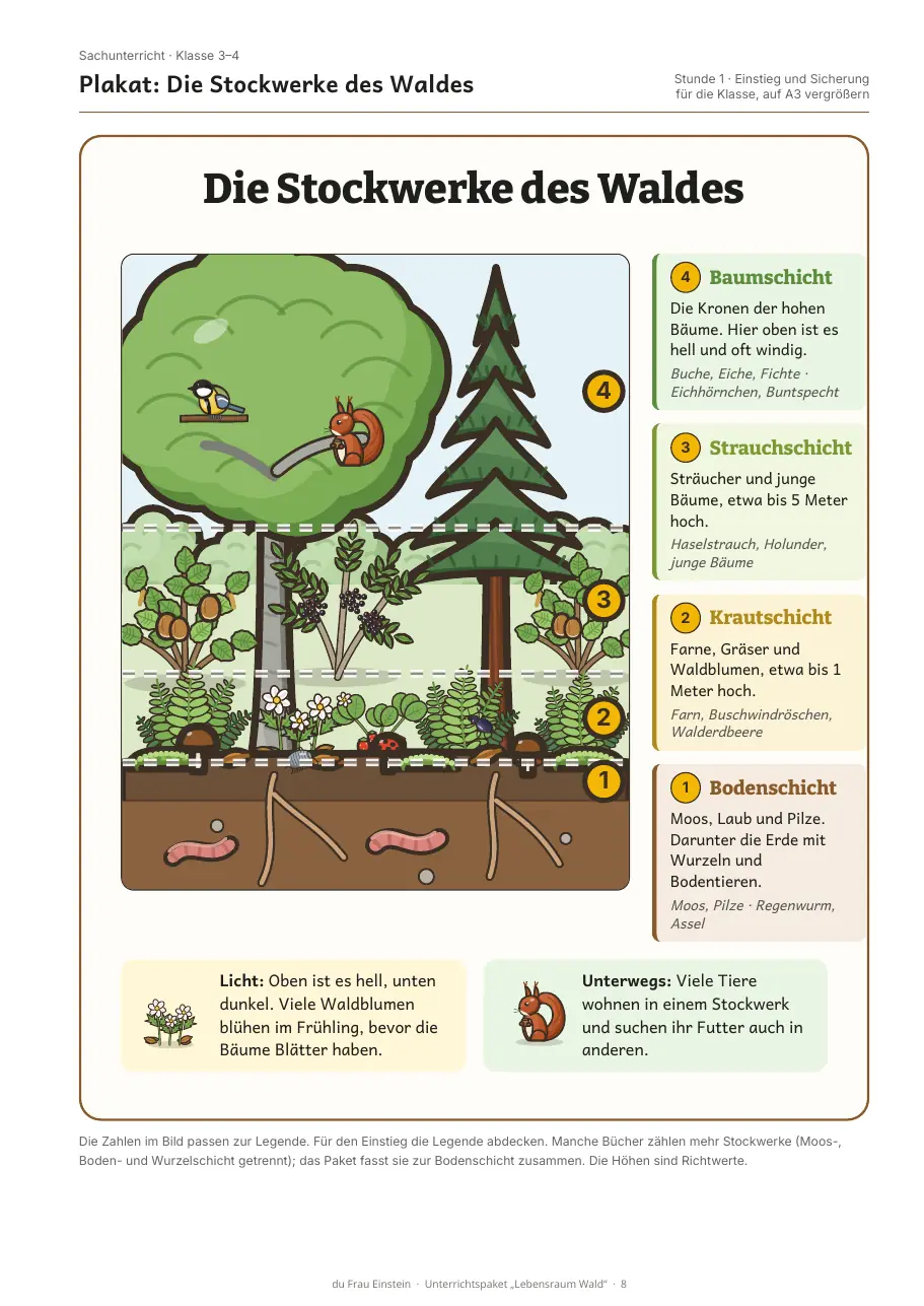Plakat „Die Stockwerke des Waldes“ aus dem Paket „Lebensraum Wald“